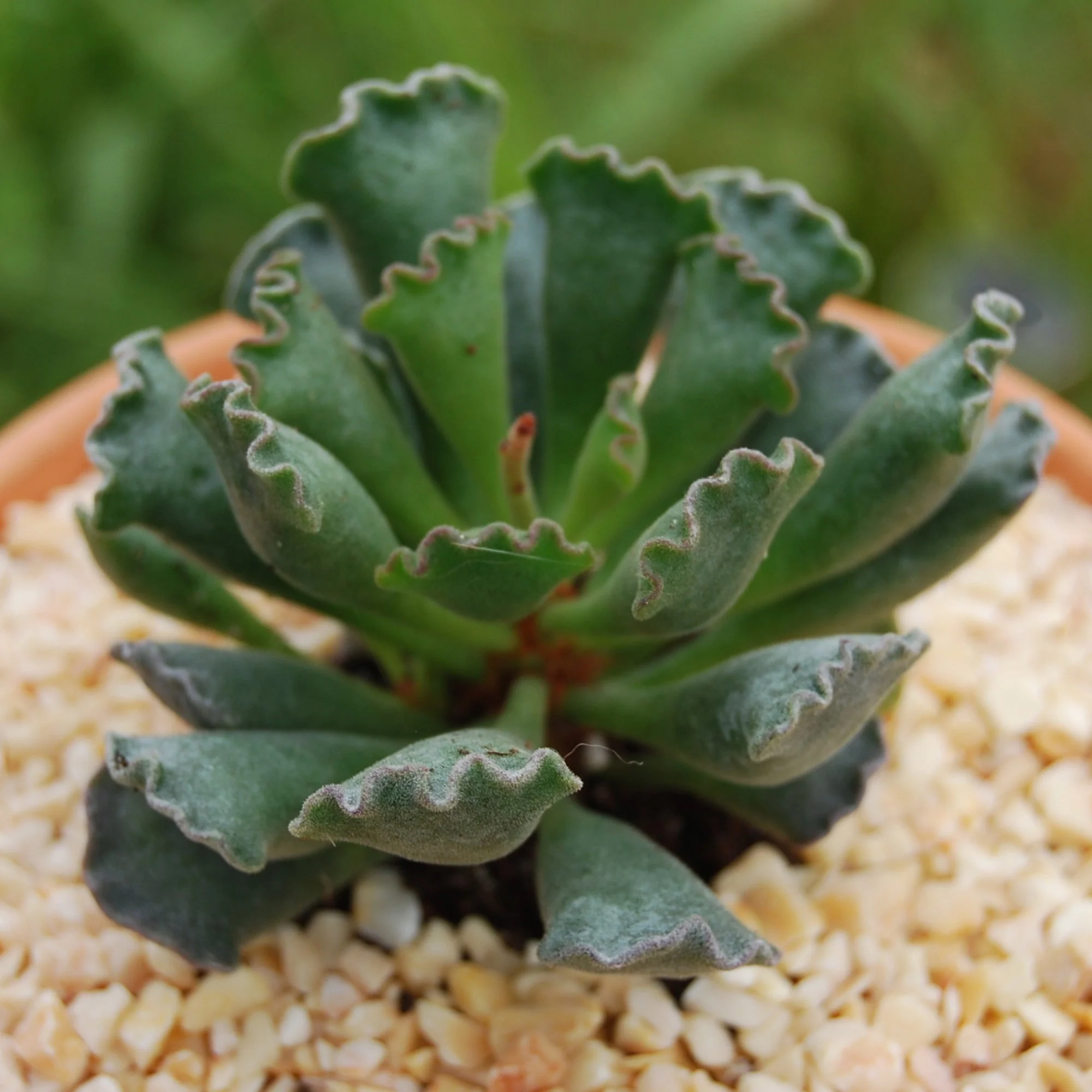 Miniature 2