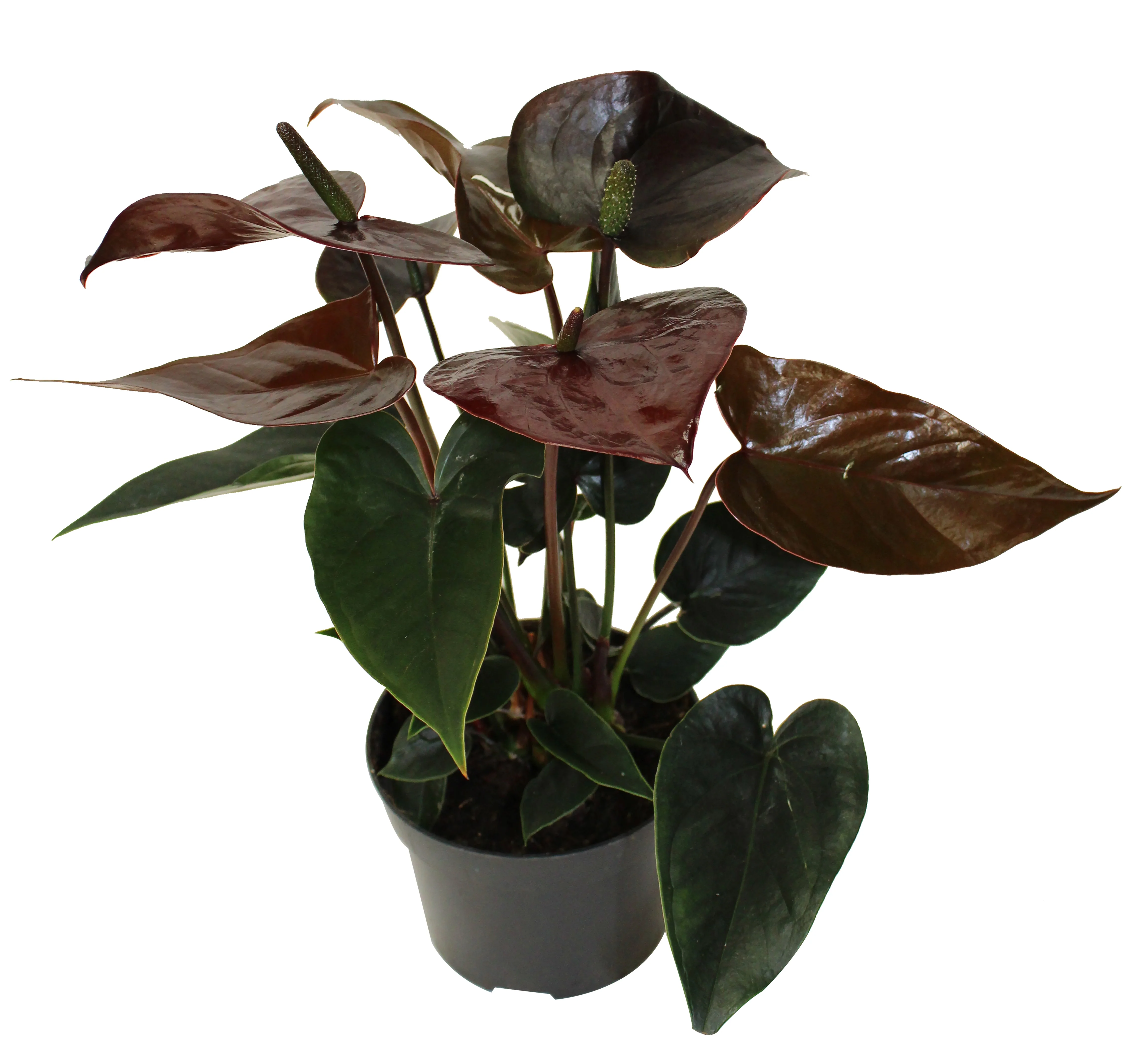 Image du produit 6