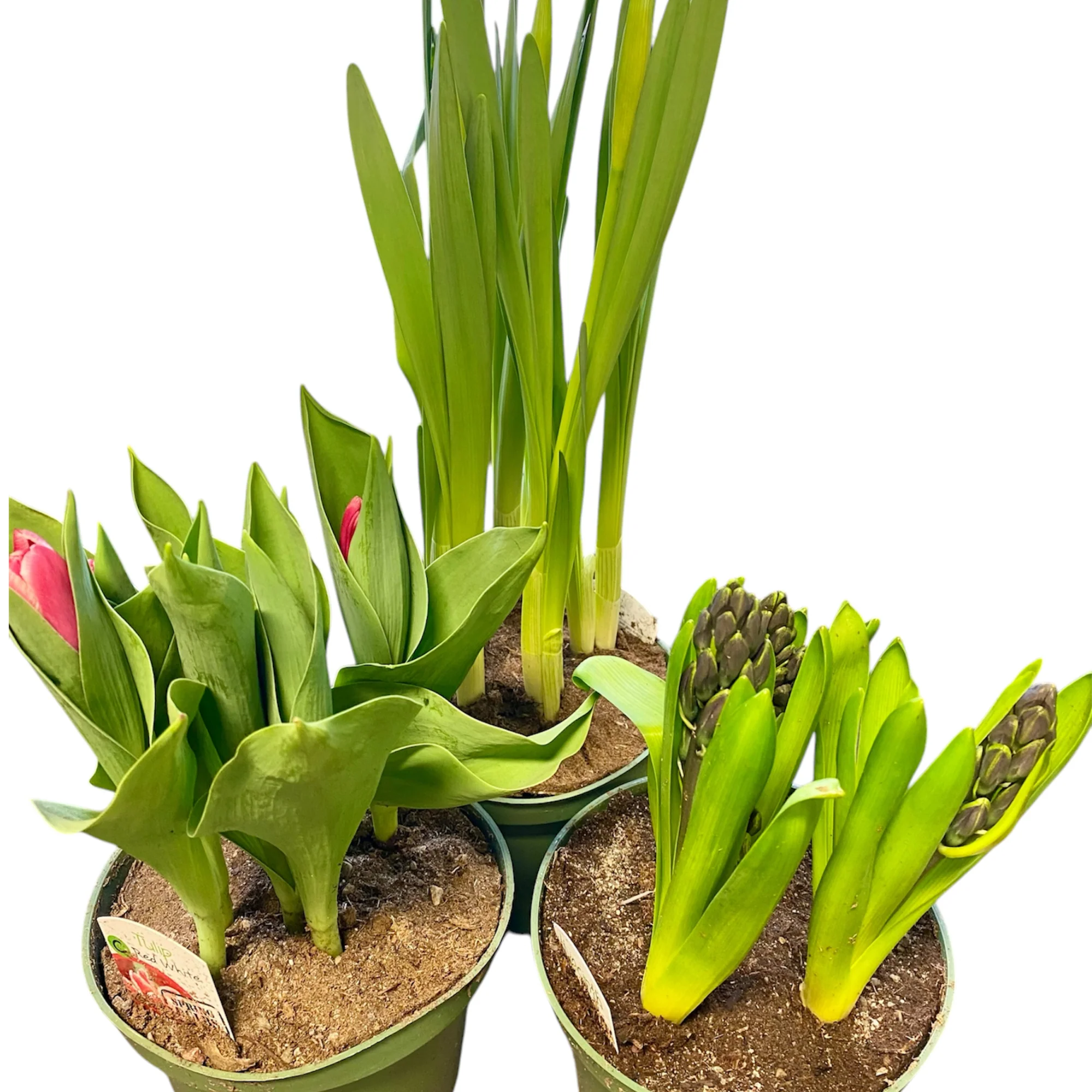 Image du produit 6