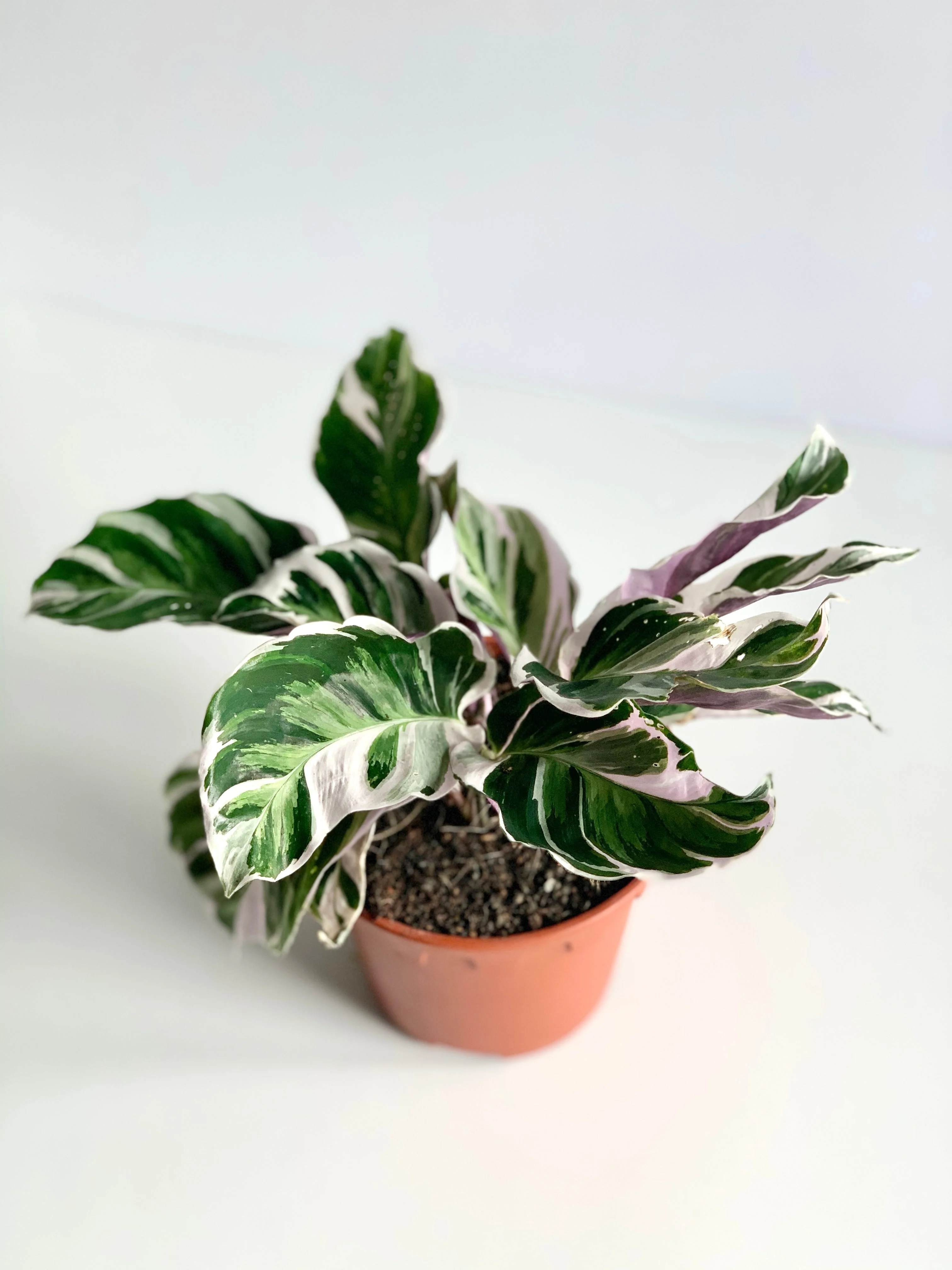 Miniature 1