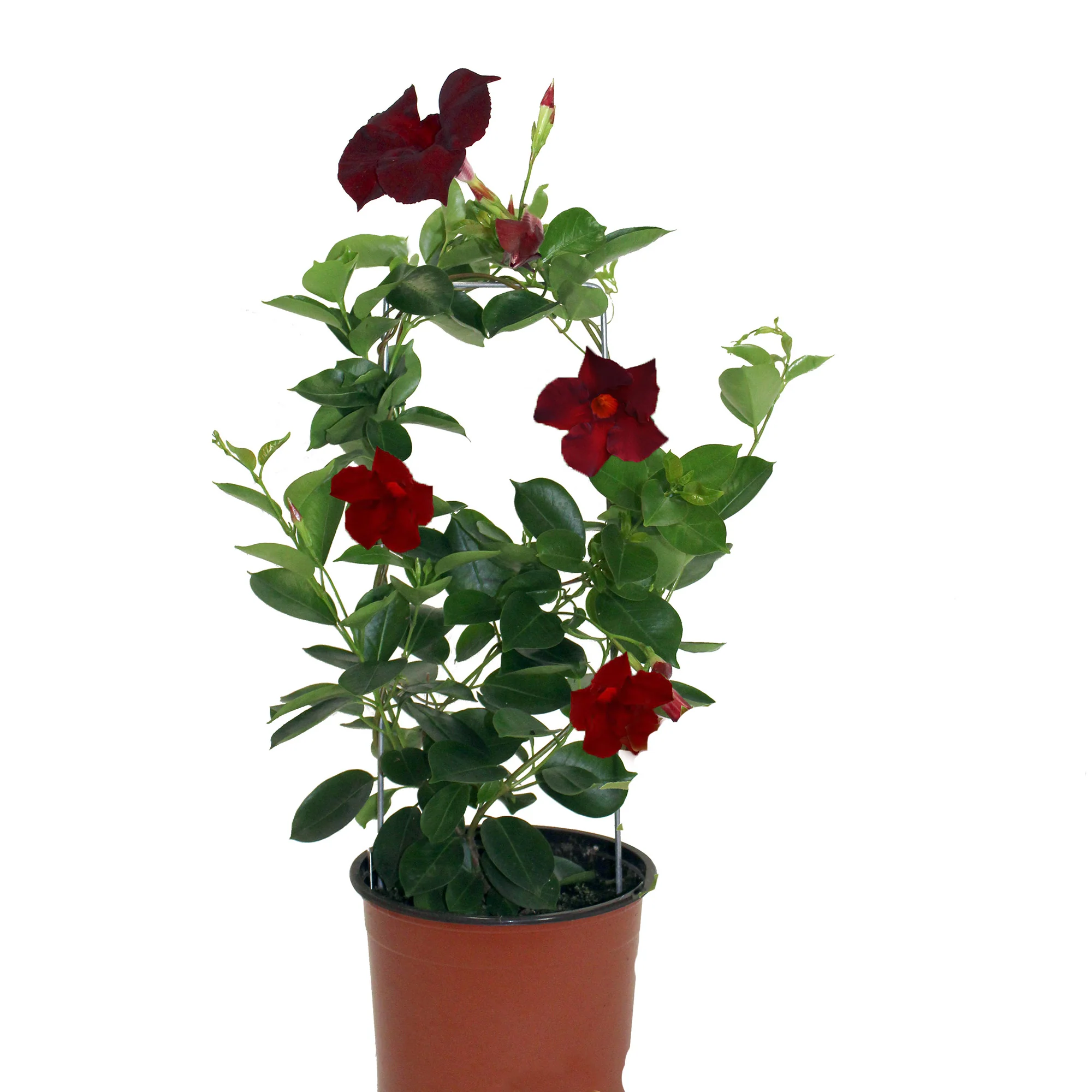 Image du produit 8