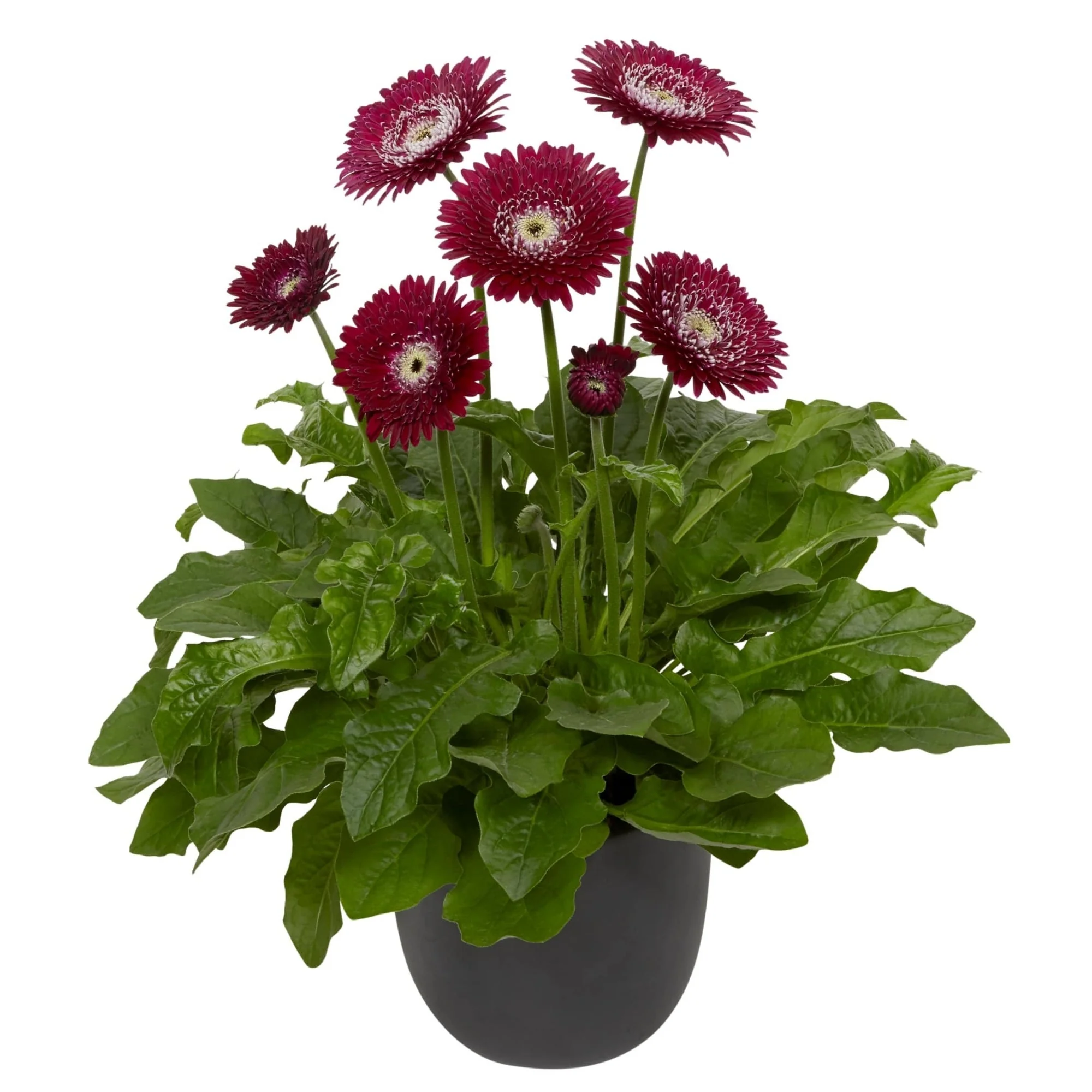 Image du produit 10