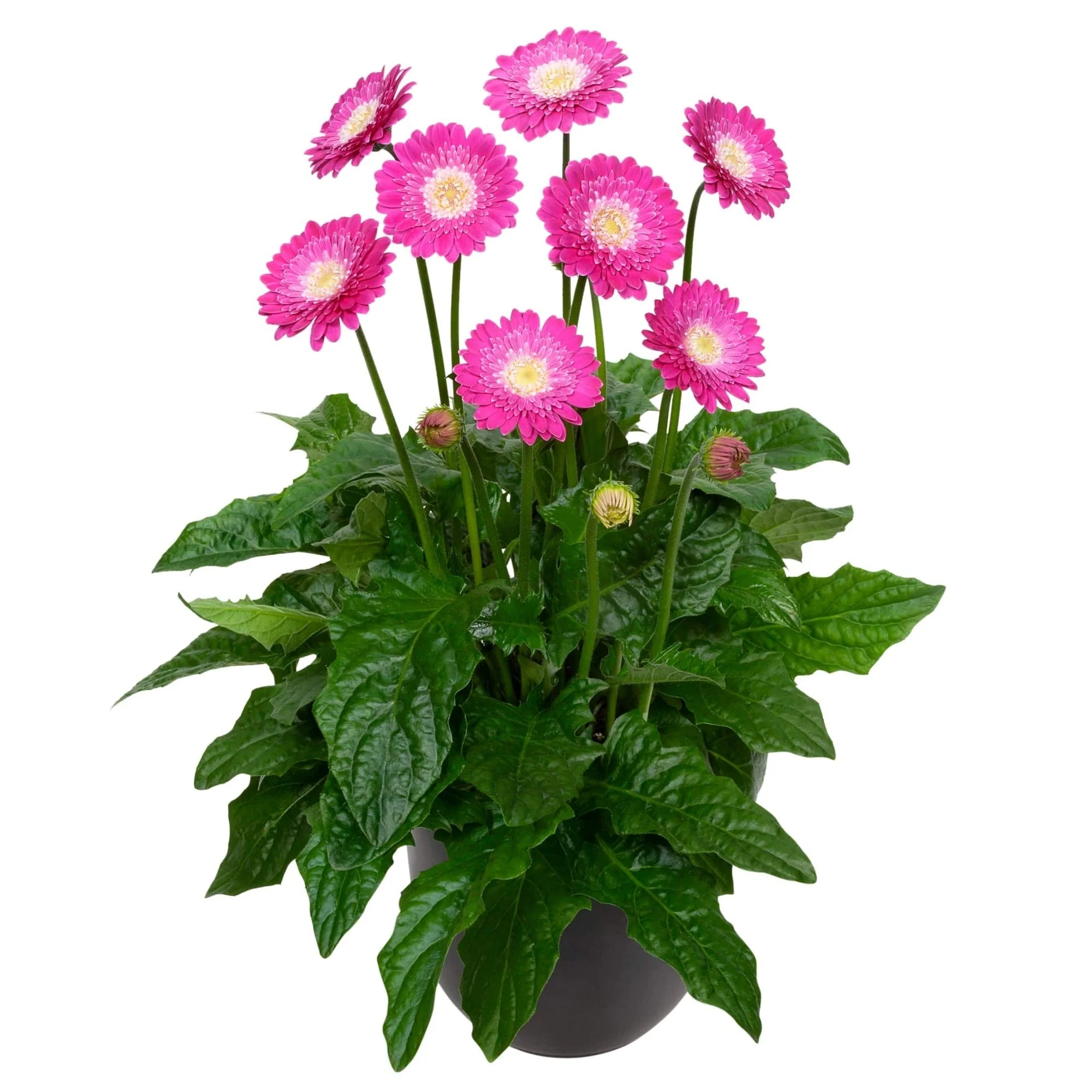 Image du produit 6