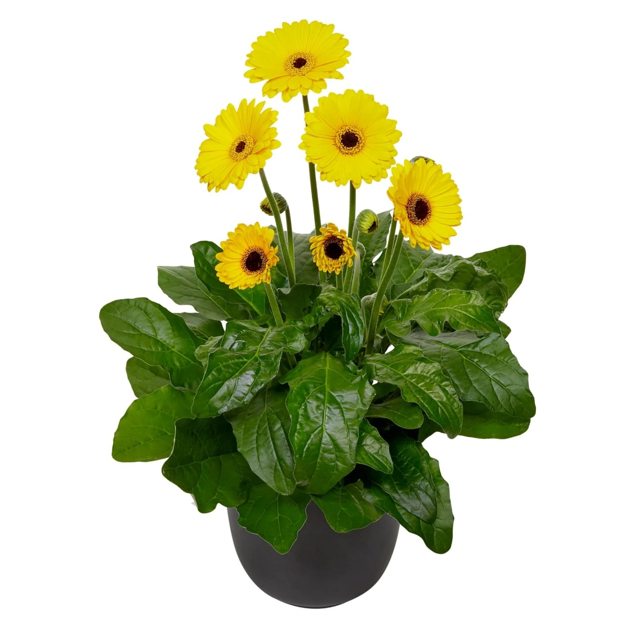 Image du produit 8