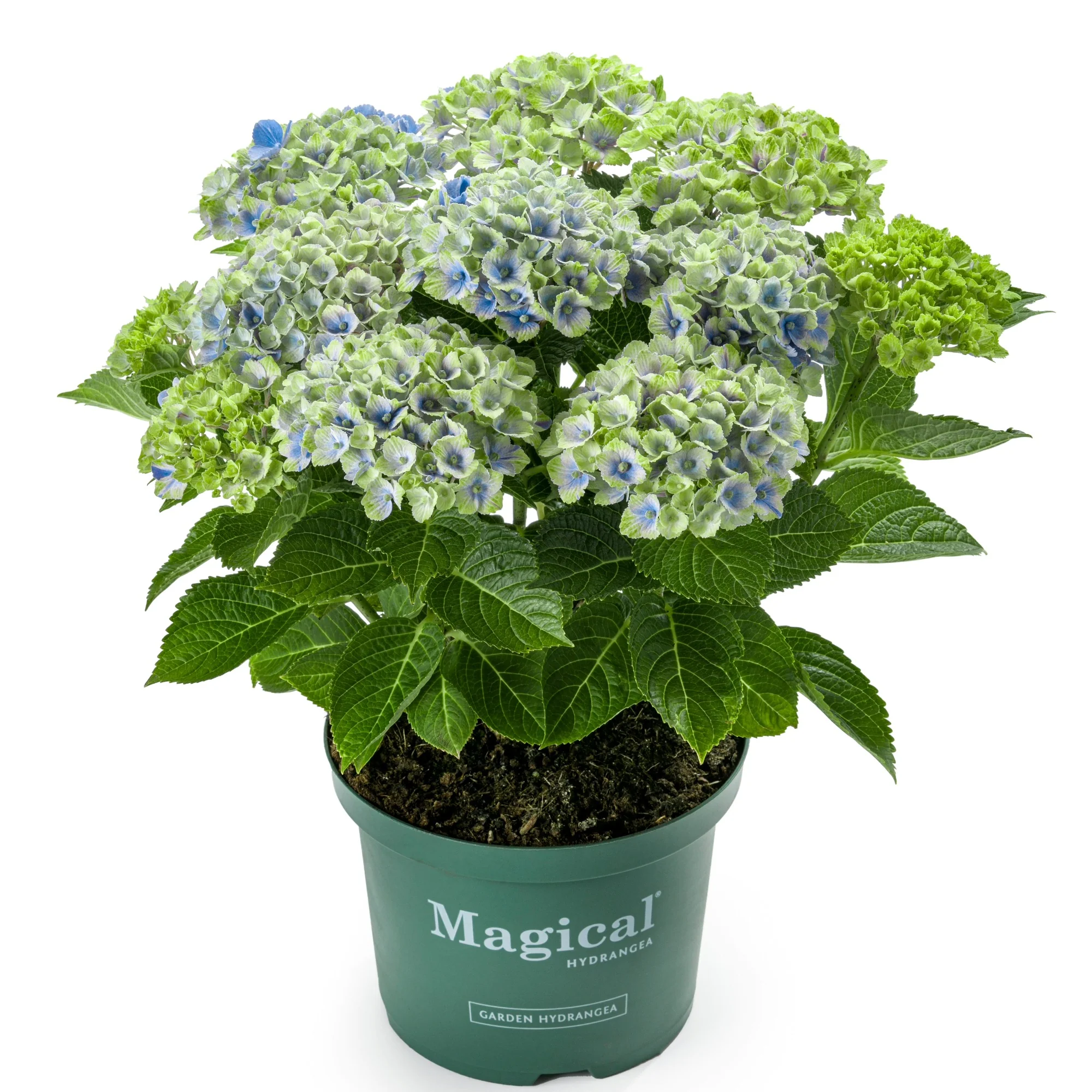 Image du produit 7