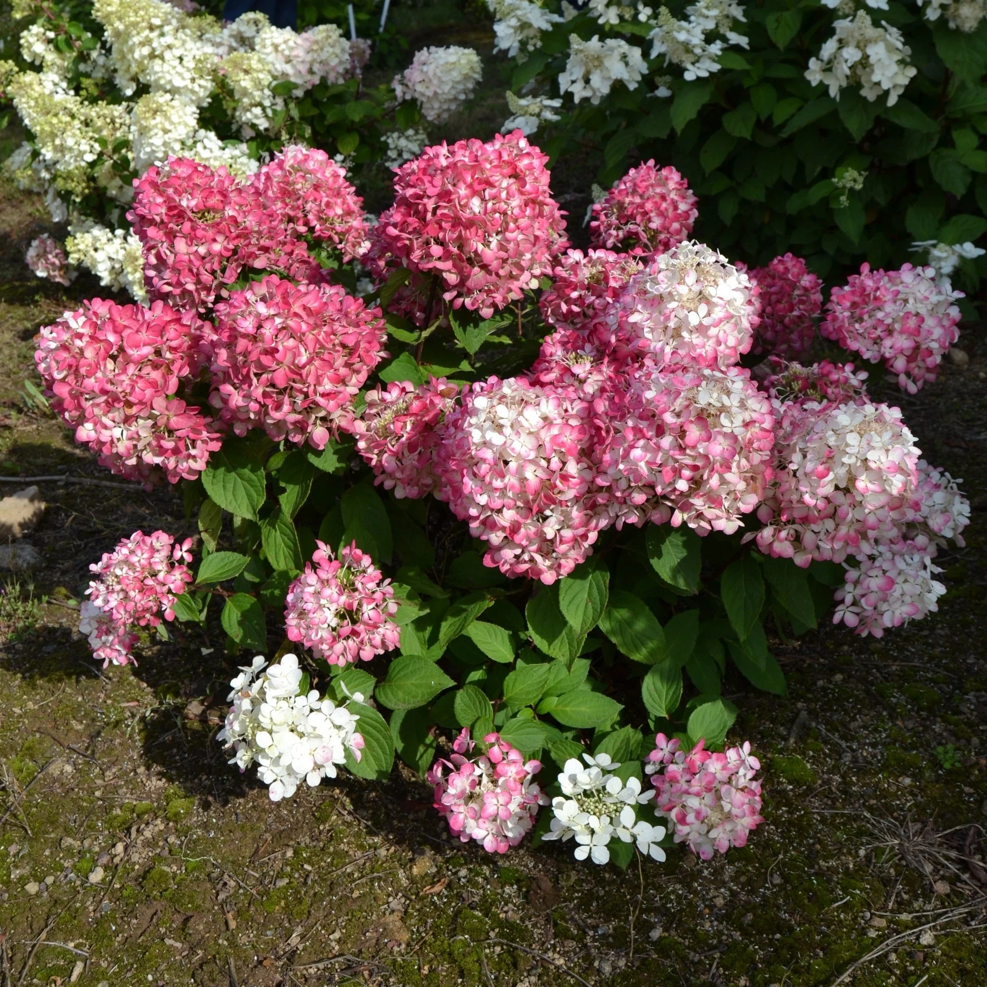 Image du produit 8