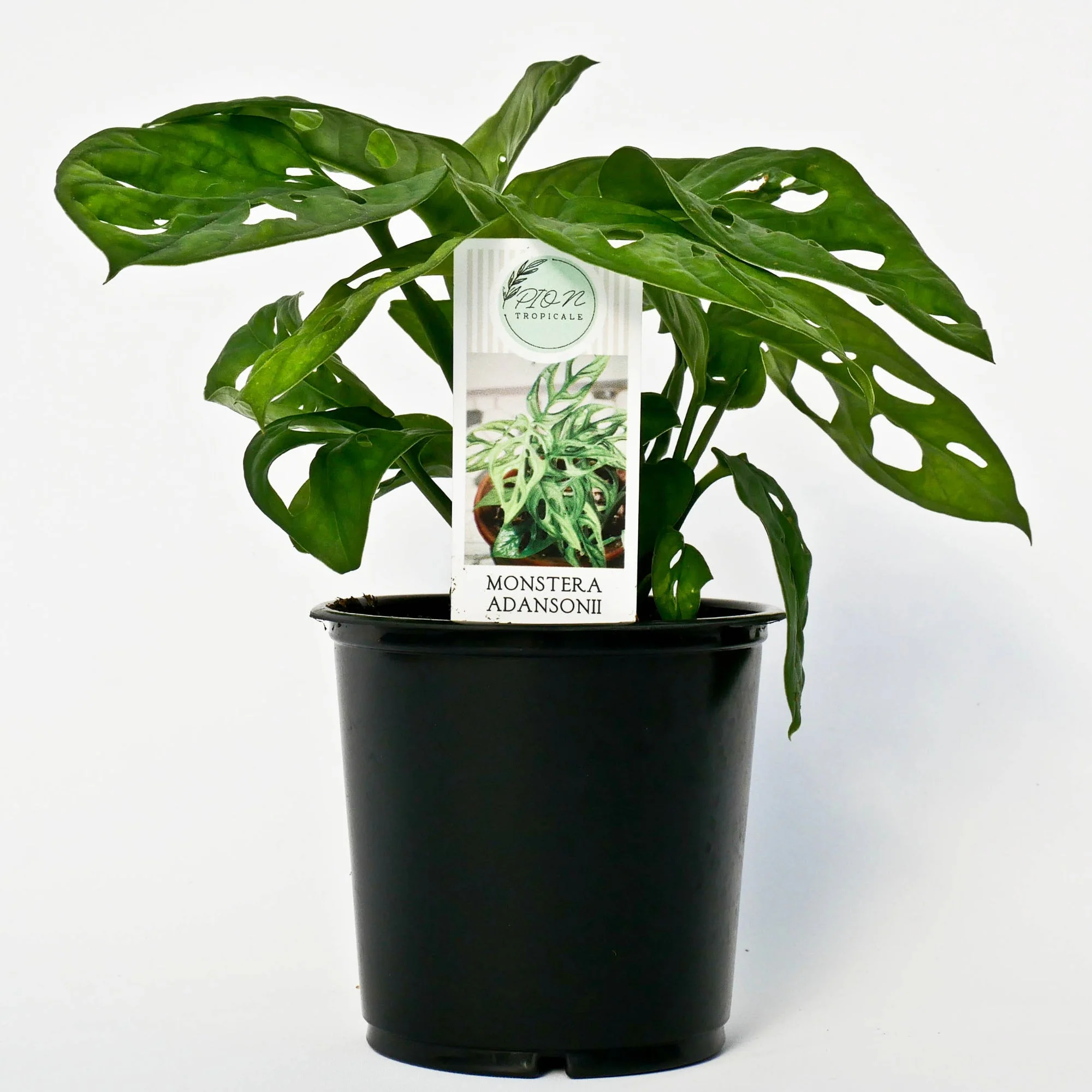 Image du produit 5
