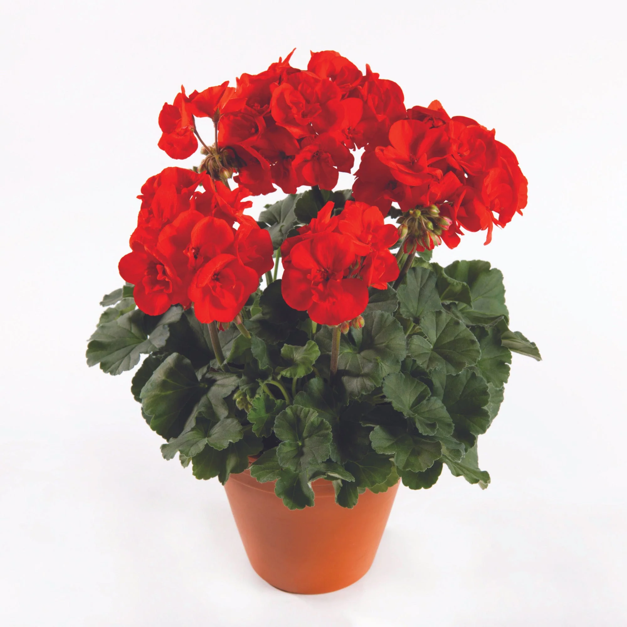 Image du produit 11