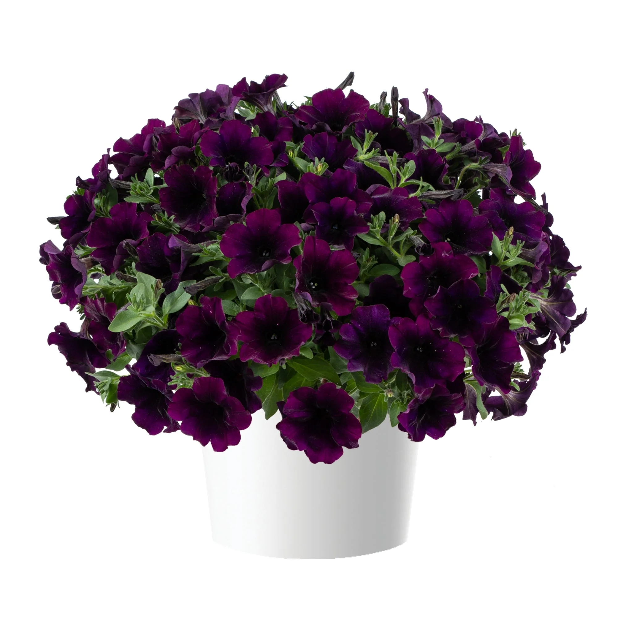 Image du produit 12