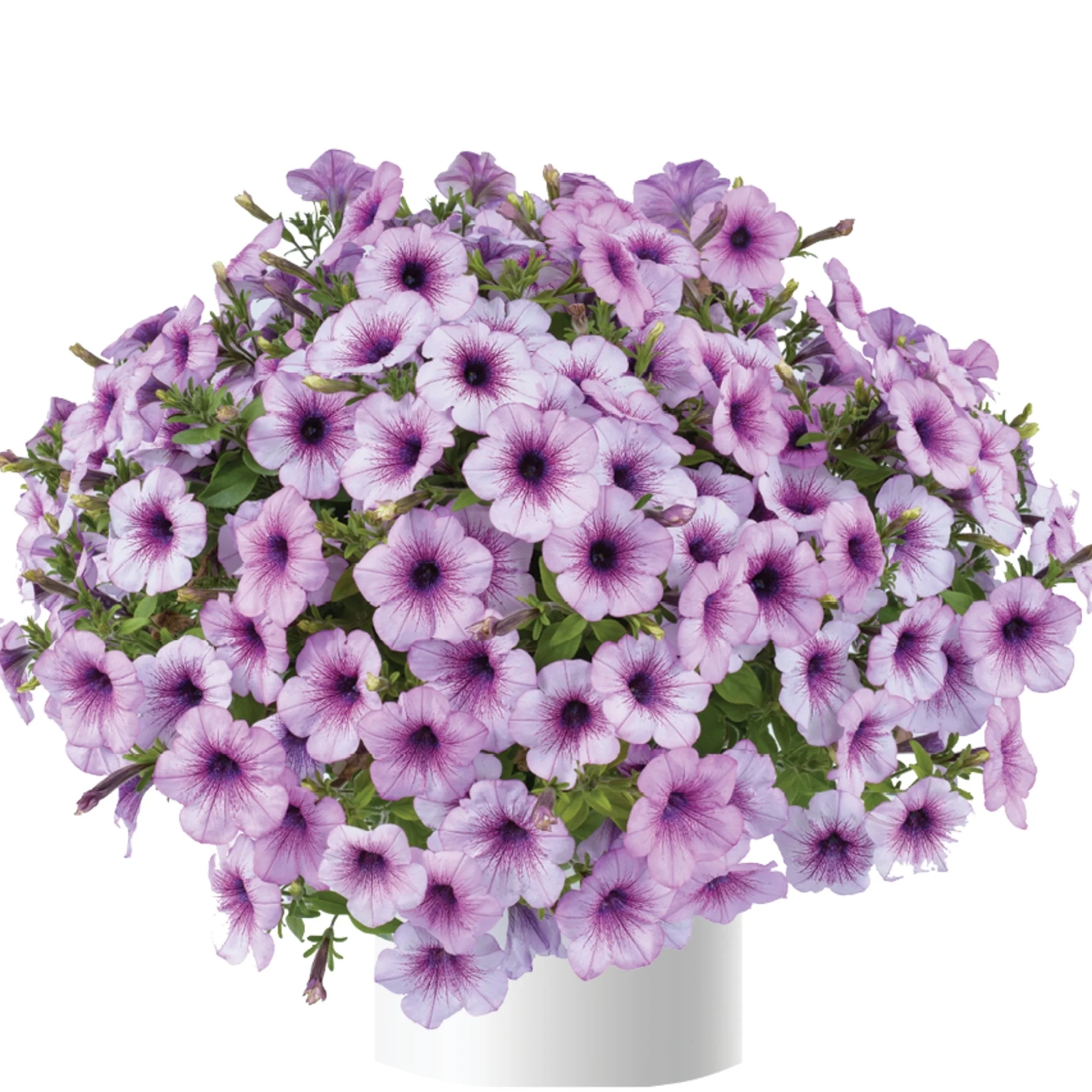 Image du produit 14