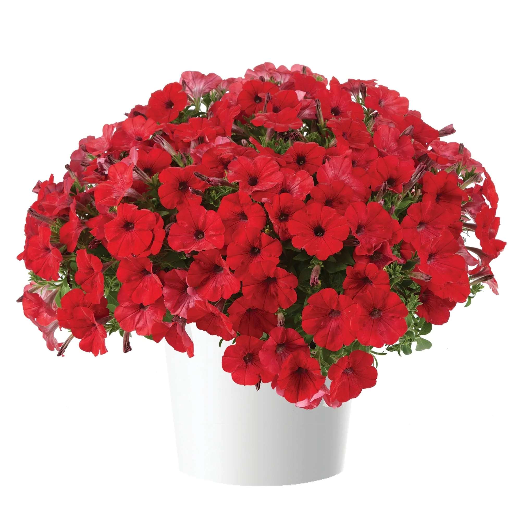 Image du produit 17