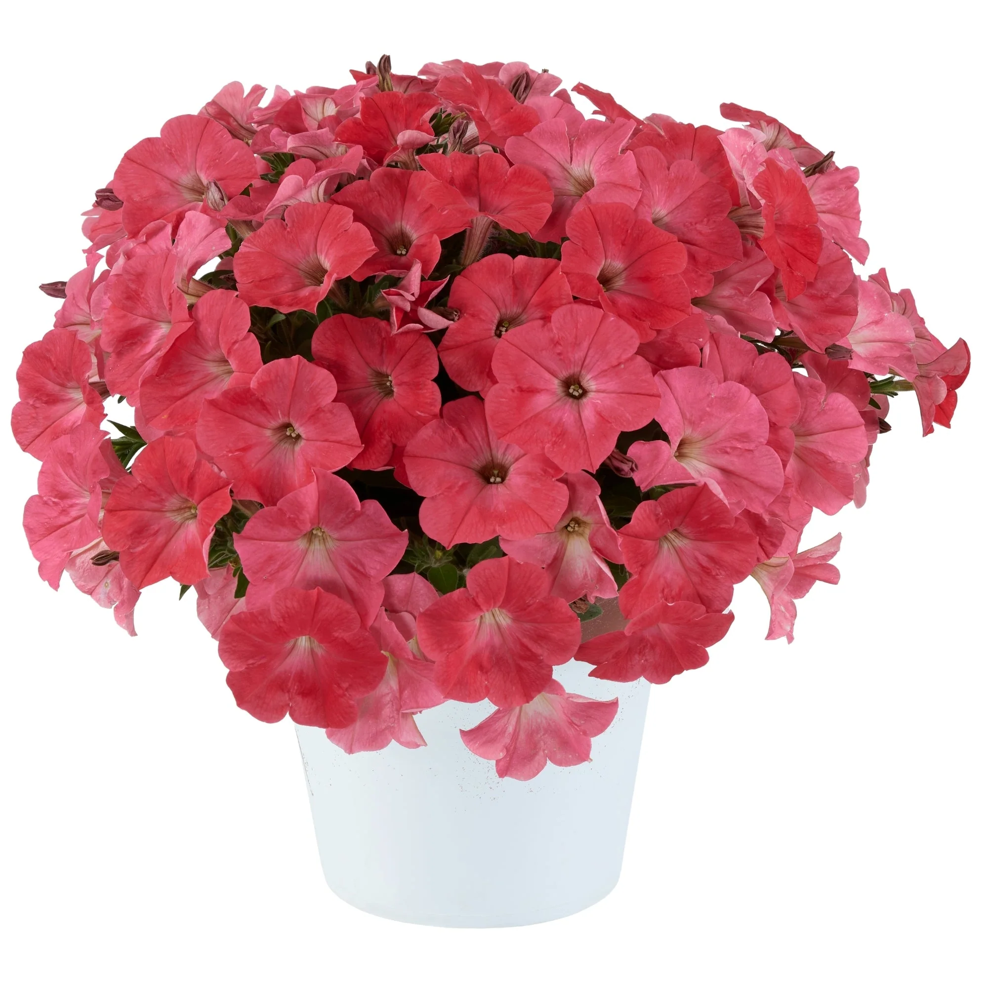 Image du produit 20