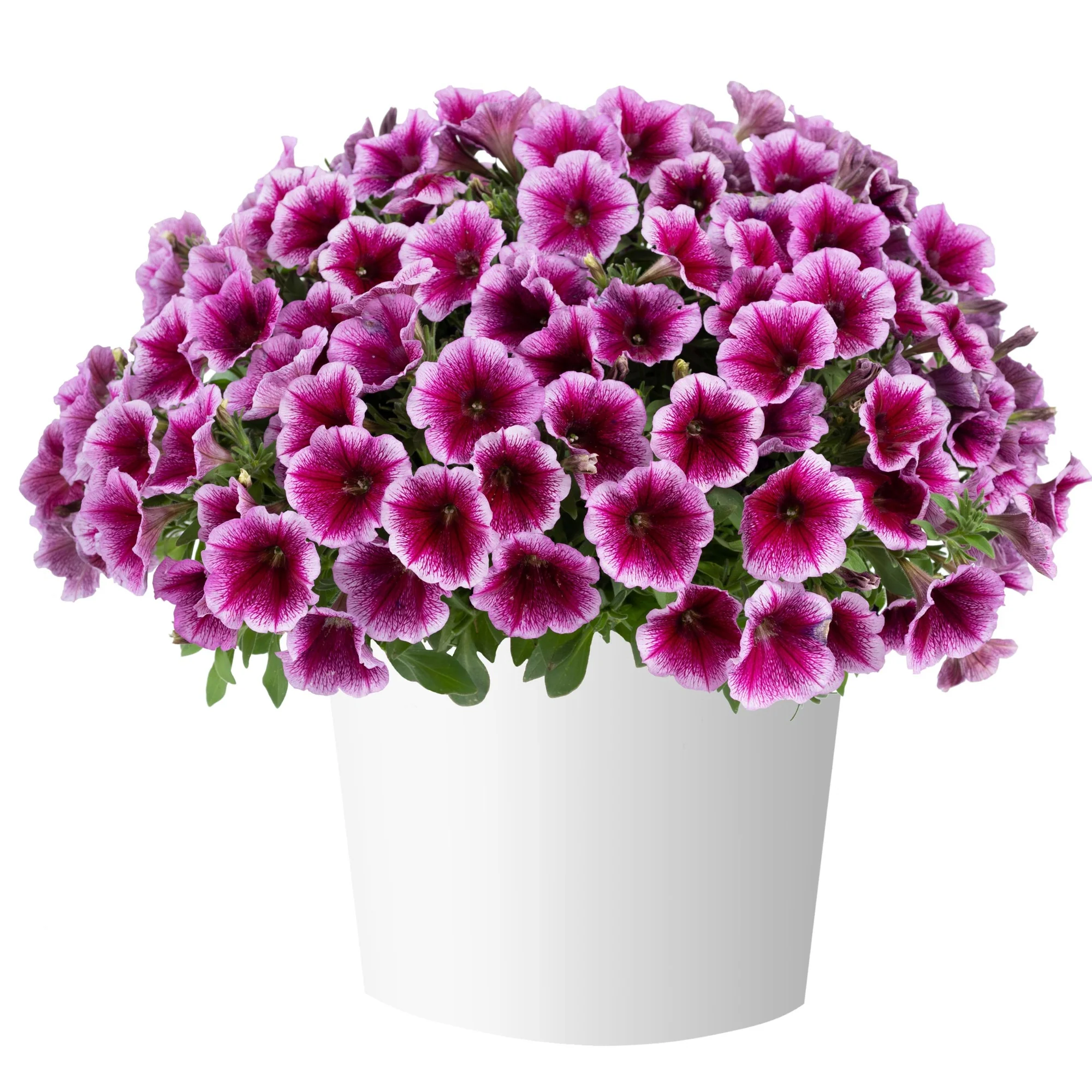 Image du produit 32