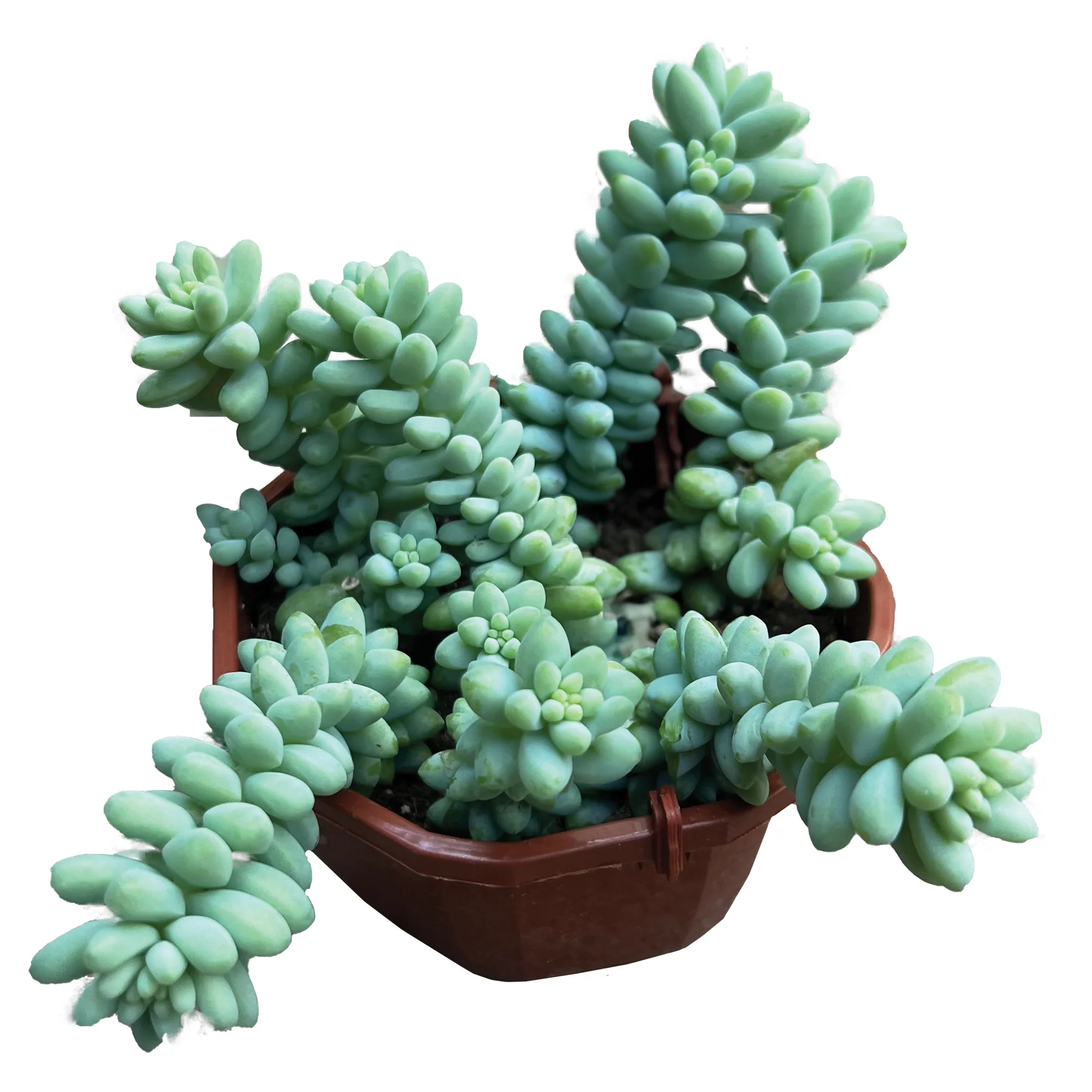 Miniature 2
